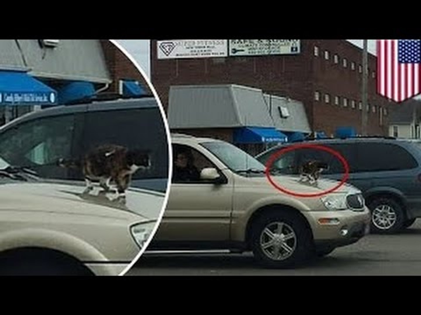⁣Хозяева кота привязали его к капоту автомобиля и поехали кататься по городу