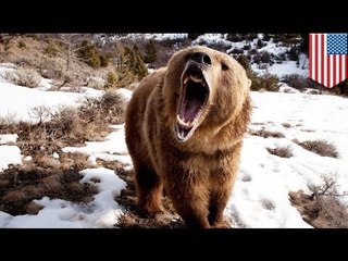 Женщина чудом выжила после нападения гризли