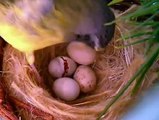 Kanarya Yavrularının Yumurtadan Çıkışı