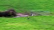 Peregrine Falcon nearly catches a Wood Pigeon