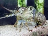 Caribbean Spiny Lobster Molting