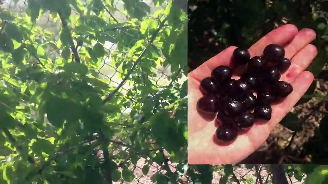 What a size 4 Bikini babe eats in one day