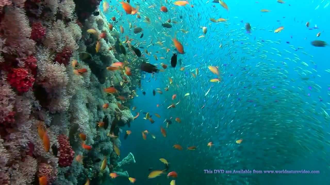 OCEAN DREAMING DVD - RELAXING SECENS OF THE UNDERWATER SCENERY