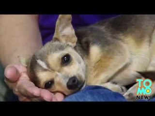 Un ivrogne attrape un chihuahua errant et le jette sur une vitrine de café