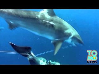 VIDEO SOUS-MARINE : Des requins se nourrissent d’une carcasse de baleine