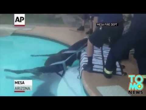 VIDEO: Les pompiers sauvent un cheval tombé dans une piscine