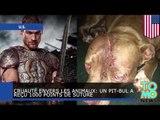 Cruauté envers les animaux: Un pittbul a reçu 1000 points de suture suite à une attaque