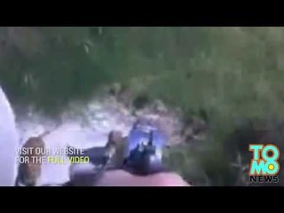 Un policier abat un chiot pit-bull de 7 mois, on ne sait pas vraiment pourquoi