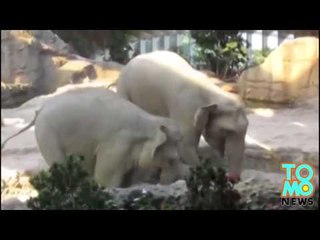 VIDEO DUMBO: Un bébé éléphant a besoin d’un p’tit coup d’pouce