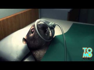 La mort de la rongeuse voyante a éclater au grand jour. Le meurtrier n'est autre que Bill DiBlasio