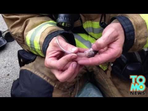 Des pompiers fabriquent un masques à oxygène de fortune pour sauver des hamsters