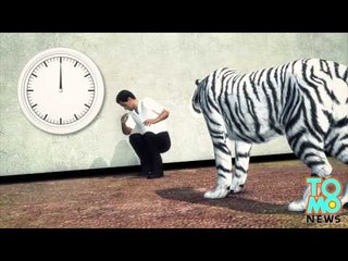 VIDEO: Un tigre blanc est filmé faire d’une bouchée un touriste étourdi