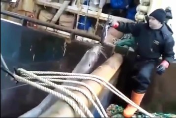 Морские котики прибыли перекусить