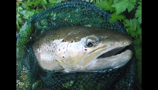 un jour a grosses truites