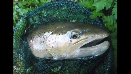 un jour a grosses truites