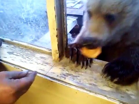 вот такие добрые русские медведи на колыме