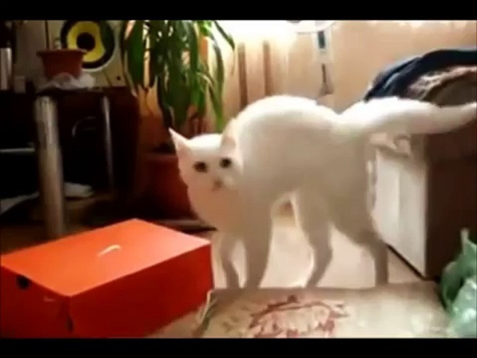 Смешные КОШКИ.