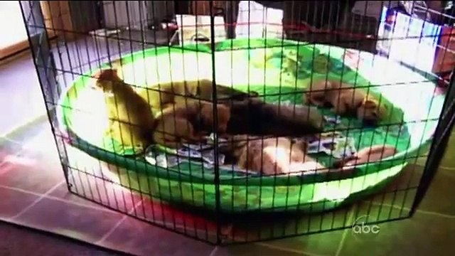 Cute Dogs (Americas Funniest Home Videos / AFV)