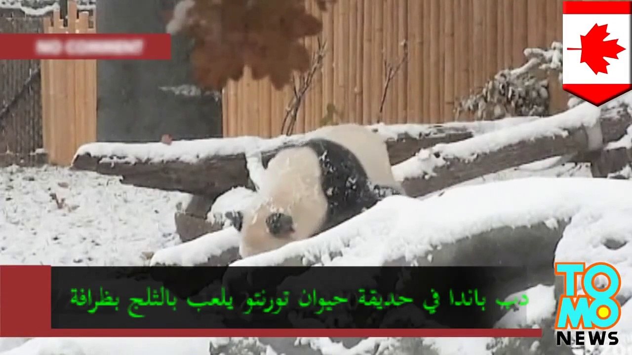 دب باندا في حديقة حيوان تورنتو يلعب بالثلج بظرافة