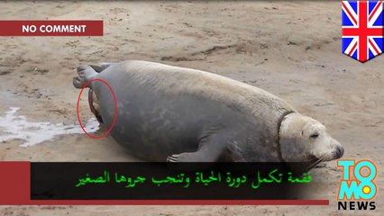 فقمة تلد مولودها في محمية دونّا نوك الطبيعية