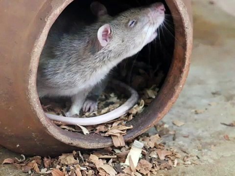 Ratas gigantes que detectan la tuberculosis