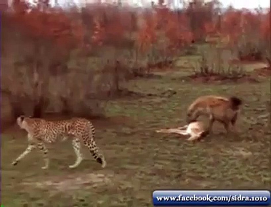 Deer Deceiving Leopard and Hyena | Apkatv