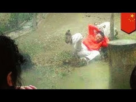 Китаец прыгнул в вольер к тиграм, чтобы накормить их... рисом