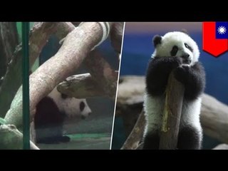 Маленькая панда отлынивает от работы в Тайбэйском зоопарке