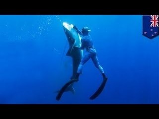 Новозеландец зарезал укусившую его за ногу акулу и пошёл за пивом