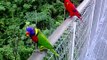 Lory Park (Singapore Jurong Bird Park)