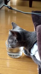 코타츠 고양이, 러시안블루, 물 마시는 루리 / コタツ猫、ロシアンブルー