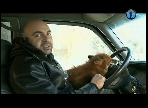 Рейтинг Тимофея Баженова Самые опасные животные россии - Дальневосточный кот