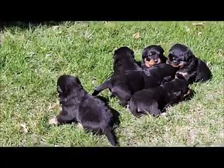 Rottweiler Cute Puppies