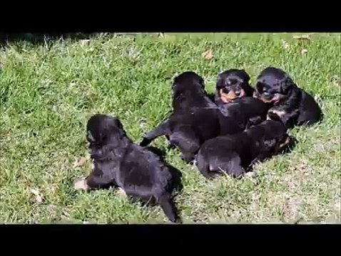 Rottweiler Cute Puppies