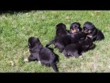 Rottweiler Cute Puppies