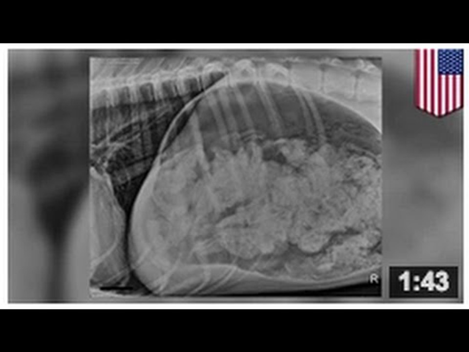 Un dogue allemand se fait retirer 43 chaussettes et demi de son estomac.