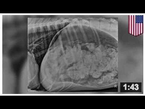 Un dogue allemand se fait retirer 43 chaussettes et demi de son estomac.