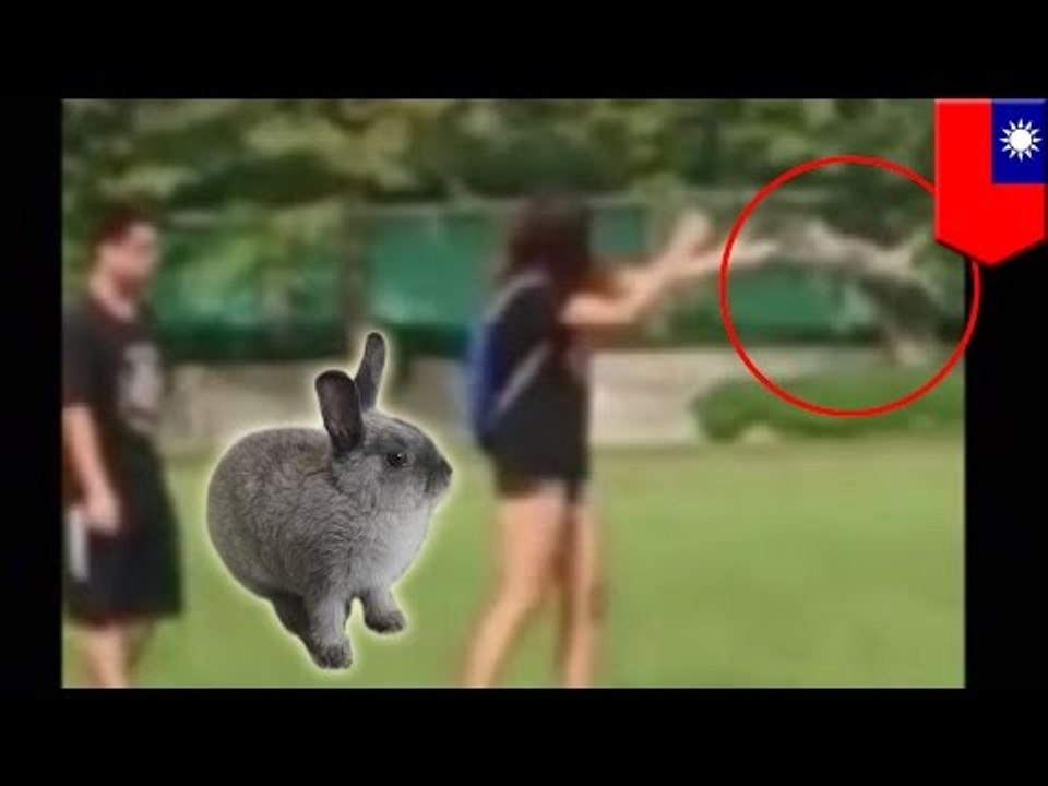 Une étudiante a été filmée jeter son lapin, ell...
