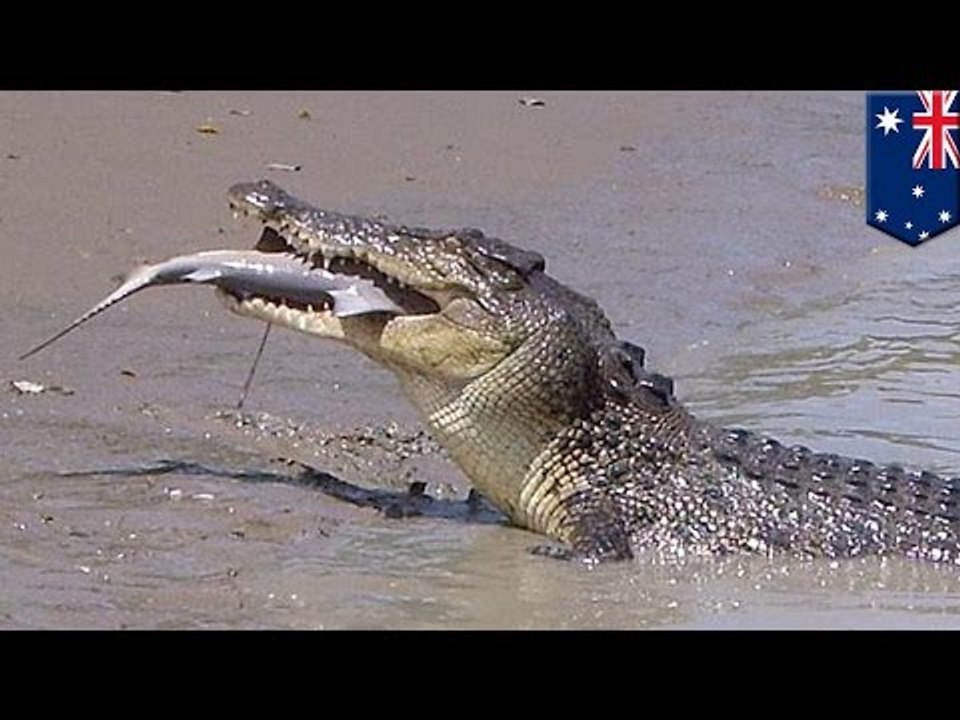CROCODILE VS REQUIN: Un crocodile se bat avec un requin, mais alors, qui est le vainqueur?