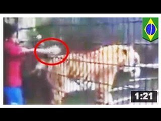 PÈRE DE L’ANNÉE: Un père laisse son fils se faire dévorer le bras par un tigre.