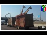 CRUAUTÉ ENVERS LES ANIMAUX: Une girafe se fait décapiter par un pont