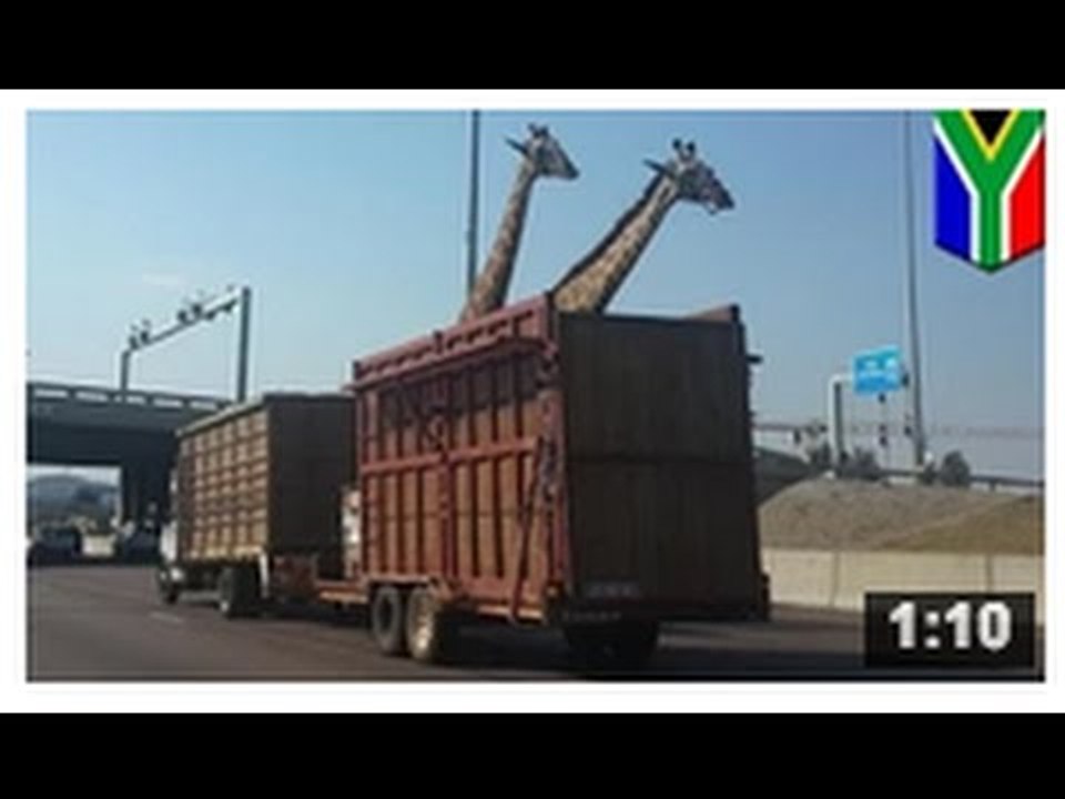 CRUAUTÉ ENVERS LES ANIMAUX: Une girafe se fait décapiter par un pont