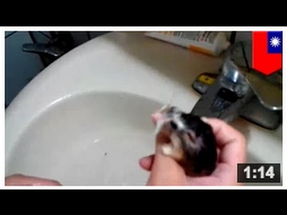 CRUAUTÉ ENVERS LES ANIMAUX: Les hamsters savent nager mais ils n’aiment pas ça