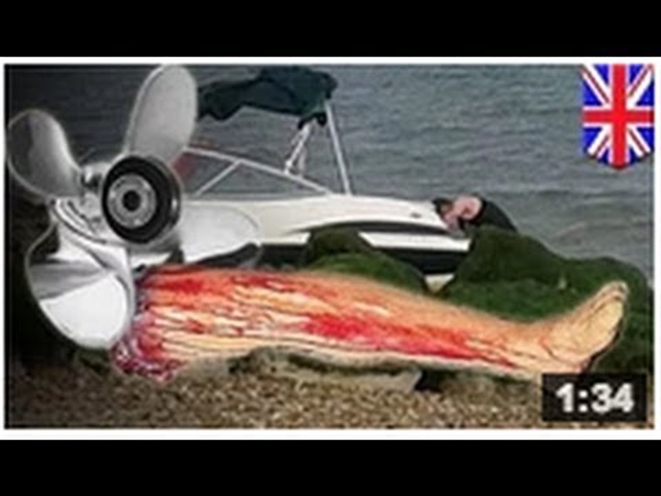 PETIT MEURTRE ENTRE AMIS: Un homme se fait démembrer par l'hélice d'un bateau