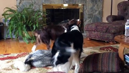 Annoyed Husky Howling