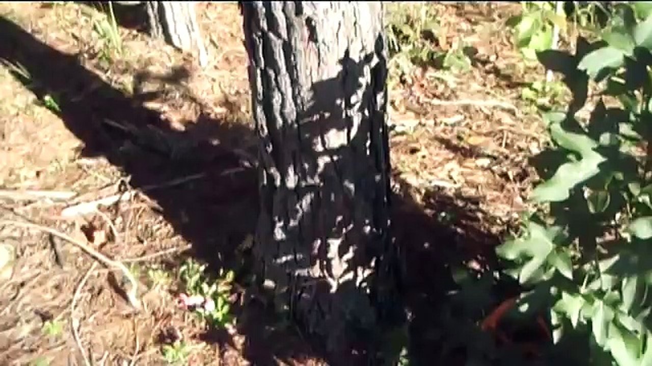 How to find your Property Line using a Compass