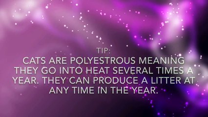 How to tell if your cat is in heat