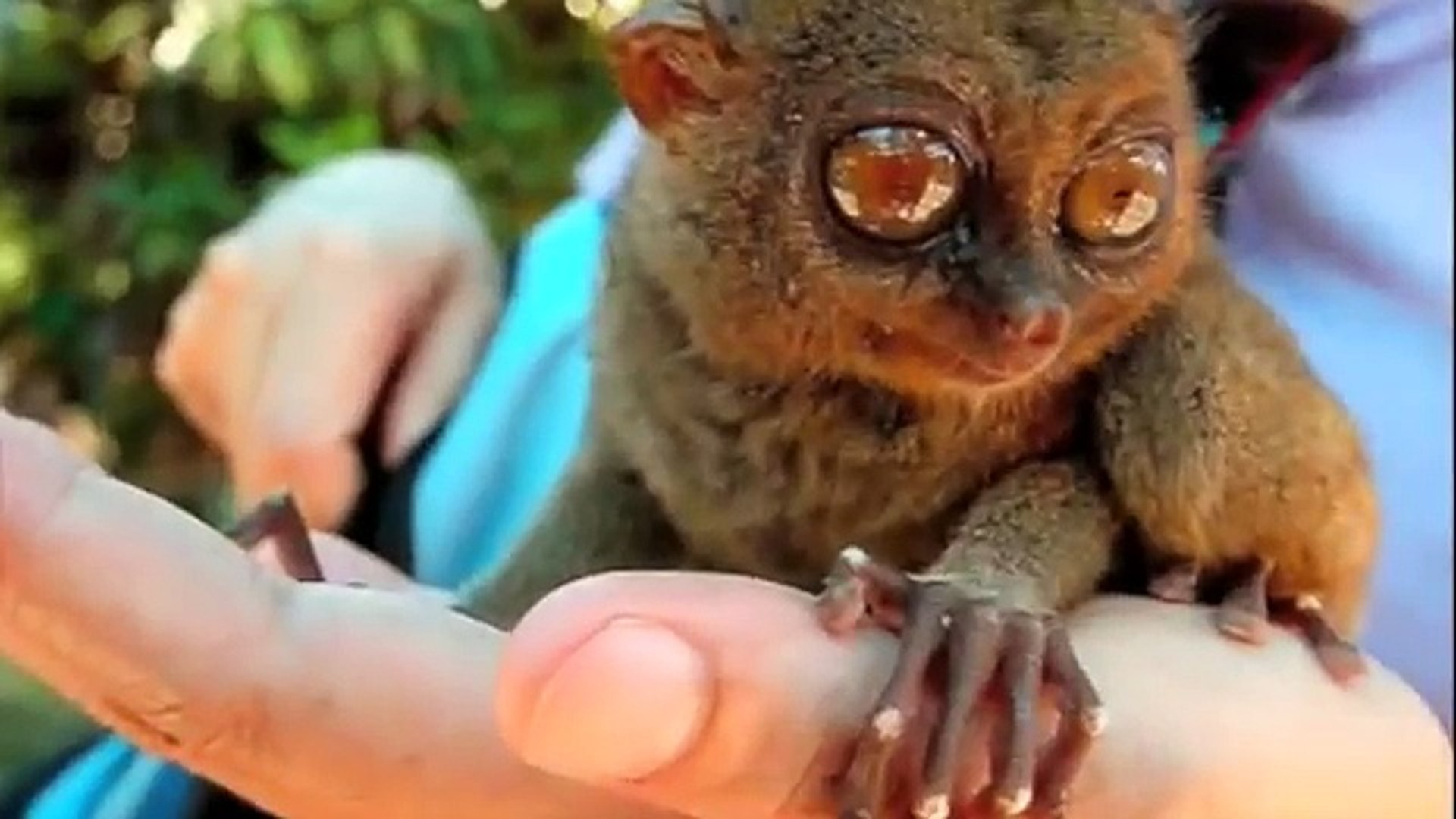 i love bohol philippines - travel destination video guide