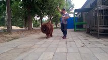 Tibetan Mastiff Is The Most Expensive Dog