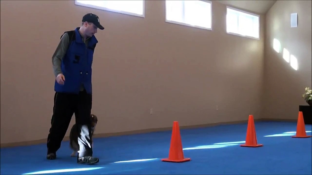 Austin (Mini Australian Shepherd) Dog Training demonstrational video